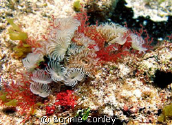 Featherdusters seen at Isla Mujeres April 2006.  Photo ta... by Bonnie Conley 